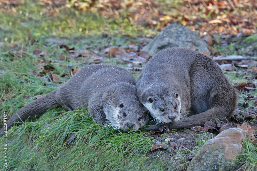 zwei Fischotter liegen nebeneinander im Gras zwei Fischotter liegen nebeneinander im Gras