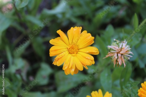 Dark yellow flower