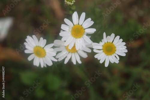 Chamomile close-up
