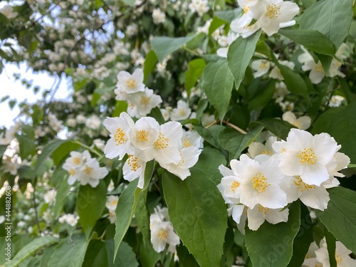 white flowers