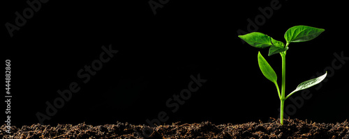 Photography Green seedling growing on the ground in the rain