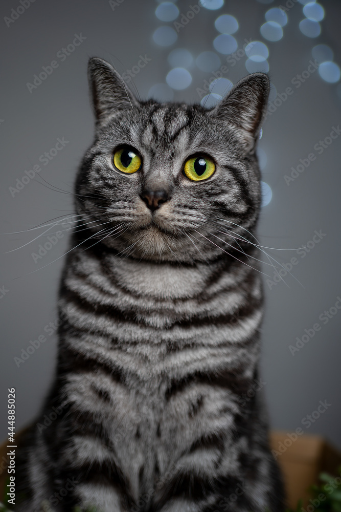 Cat looks friendly with big yellow eyes in portrait