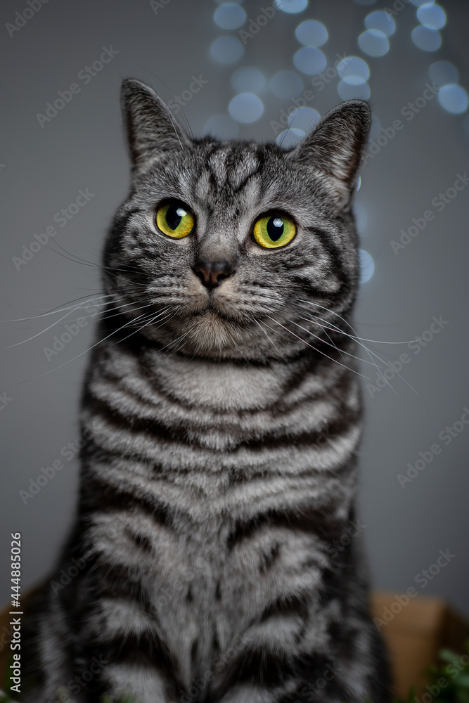 Obraz premium Cat looks friendly with big yellow eyes in portrait