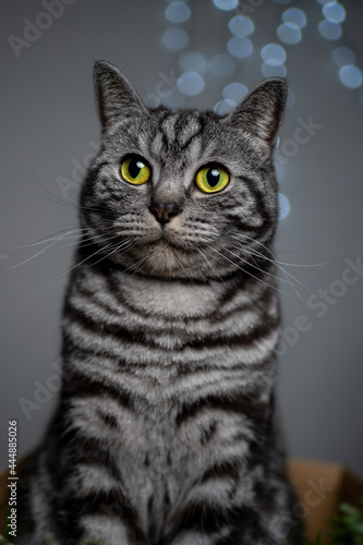 Cat looks friendly with big yellow eyes in portrait