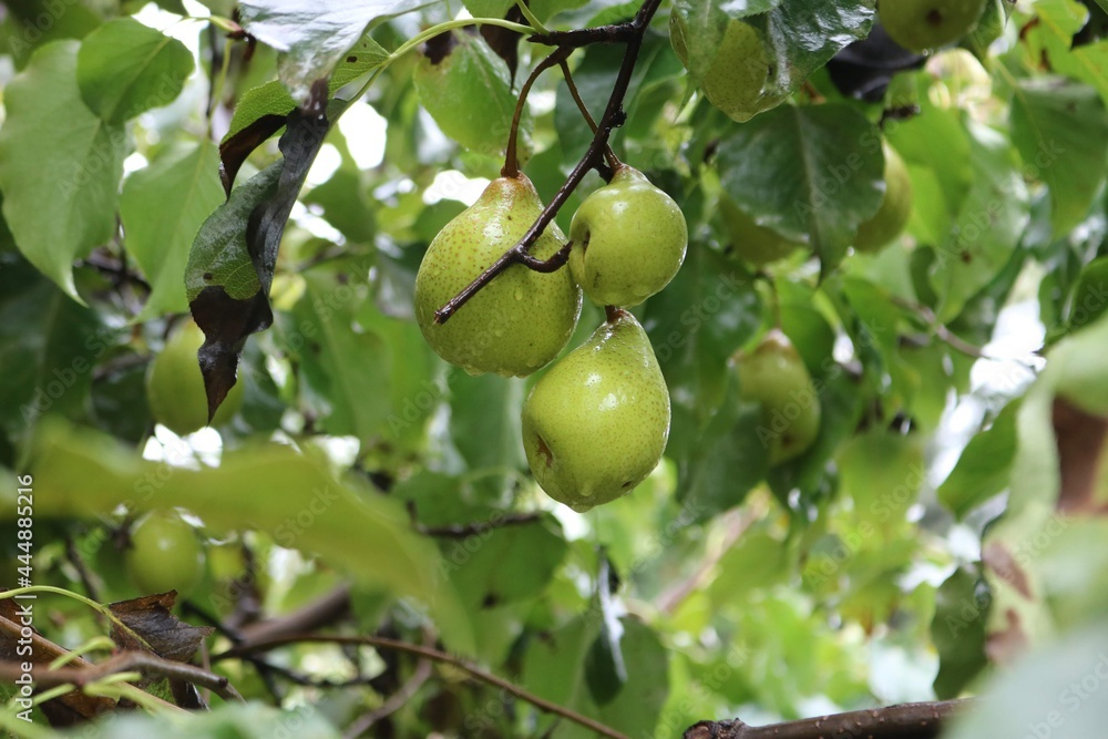 green apples on tree