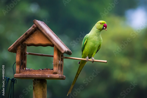 Gäste am Futterhaus