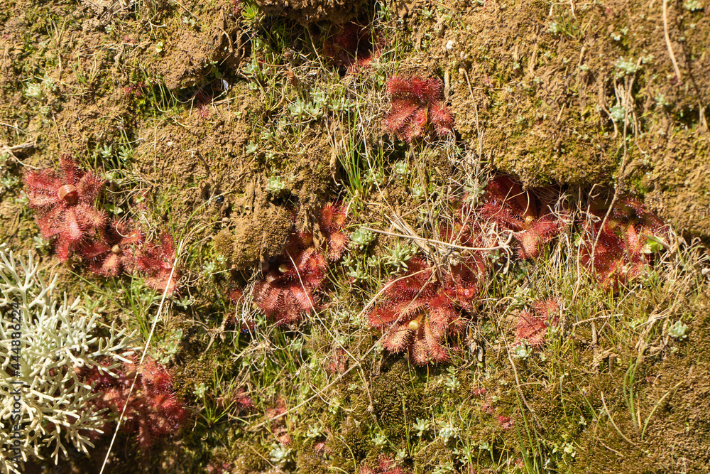 Some Drosera afra in the Cederberg Moutains, Western Cape of South Africa Some Drosera afra in the Cederberg Moutains, Western Cape of South Africa