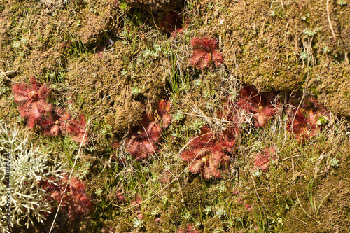 Some Drosera afra in the Cederberg Moutains, Western Cape of South Africa