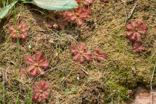 The Sundew Drosera trinervia, a carnivorous plant in natural habitat in the Cederberg Mountains in the Western Cape of South Africa photo