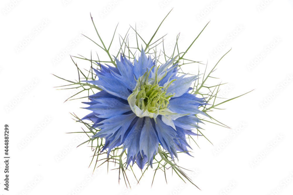 nigella flower isolated