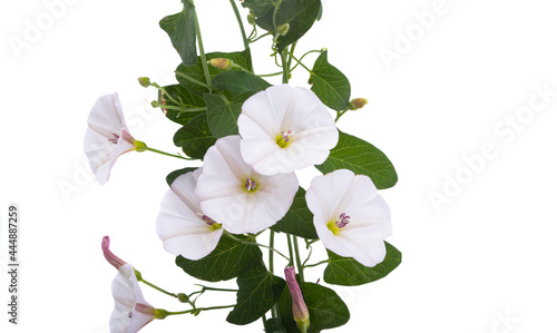 Fototapeta Naklejka Na Ścianę i Meble -  meadow bindweed isolated