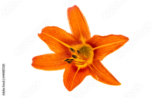 orange lily isolated