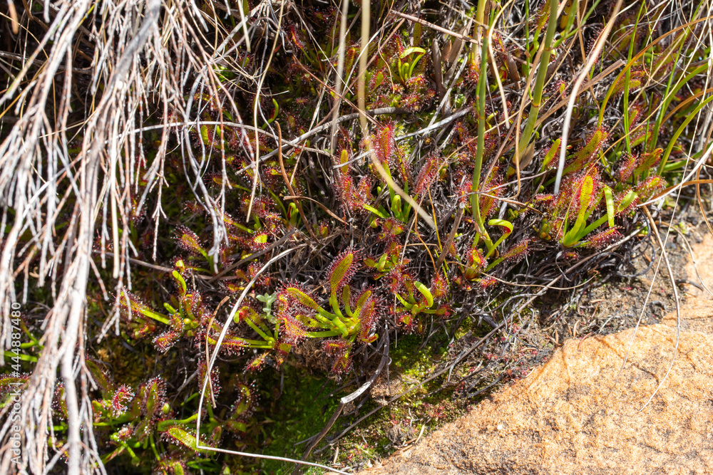 Group of the Cape Sundew (Drosera capensis) in the Cederberg seen south of Clanwilliam in the Western Cape of South Africa Group of the Cape Sundew (Drosera capensis) in the Cederberg seen south of Clanwilliam in the Western Cape of South Africa