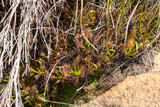 Group of the Cape Sundew (Drosera capensis) in the Cederberg seen south of Clanwilliam in the Western Cape of South Africa