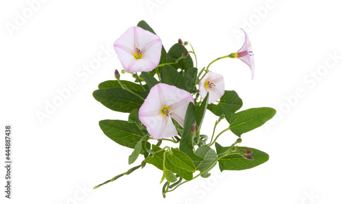 meadow bindweed isolated