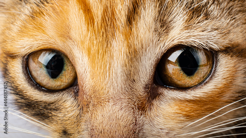 cat eyes closeup, pet cat look