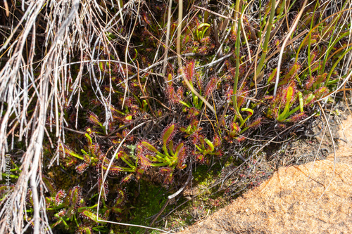 Group of the Cape Sundew (Drosera capensis) in the Cederberg seen south of Clanwilliam in the Western Cape of South Africa © Christian Dietz