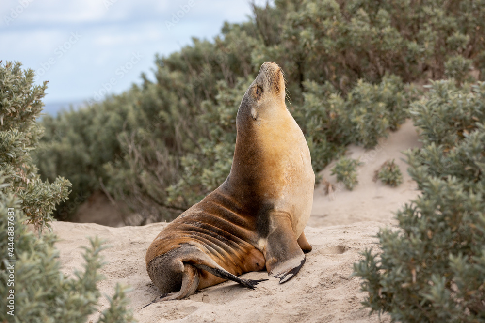 A cow seal digesting in seal bay kangaroo island south australia on may 9th 2021
