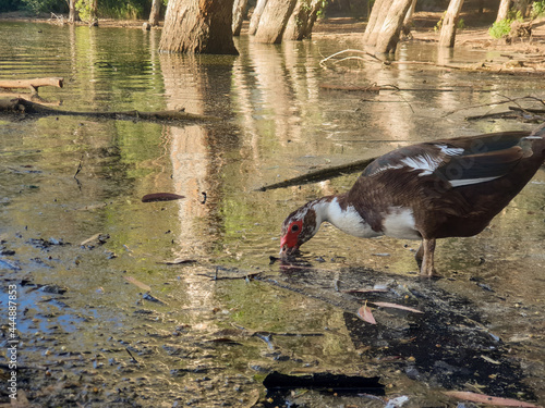 A duck feeds at the shores of Athalassa Lake in Cyprus against the beautiful reflections of tree barks in the background. photo