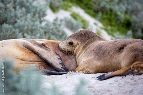A cow and pup seal in seal bay kangaroo island south australia on may 9th 2021