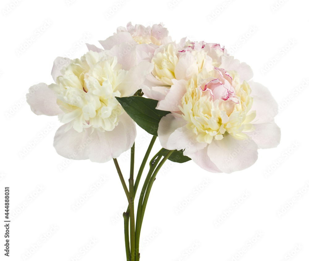 White peony flower isolated on white background. White peony flower isolated on white background.