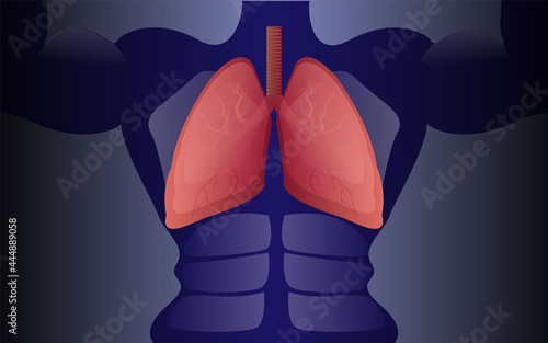 lungs human internal organs on a muscular body or a bodybuilder. Human Respiratory Anatomy. Lung cancer diagram in detail illustration