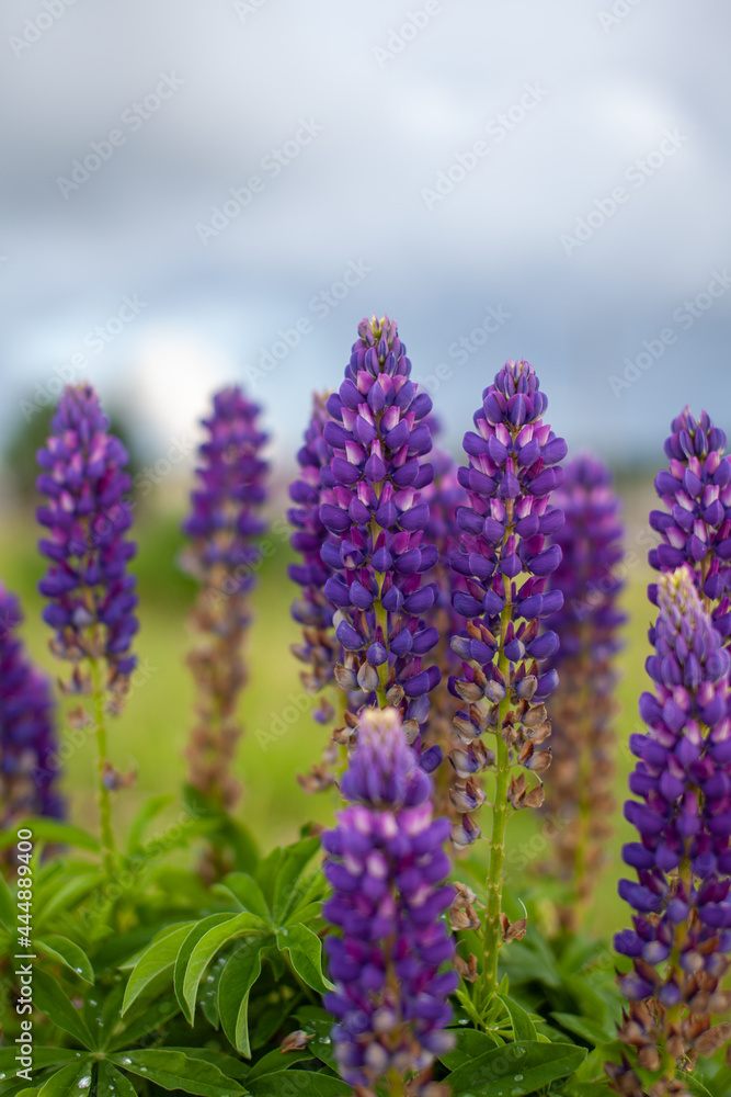 Obraz premium Blooming macro lupine flower. Lupine field with pink purple and blue flower. Bunch of lupines summer flower background. A field of lupines. Violet spring and summer flower