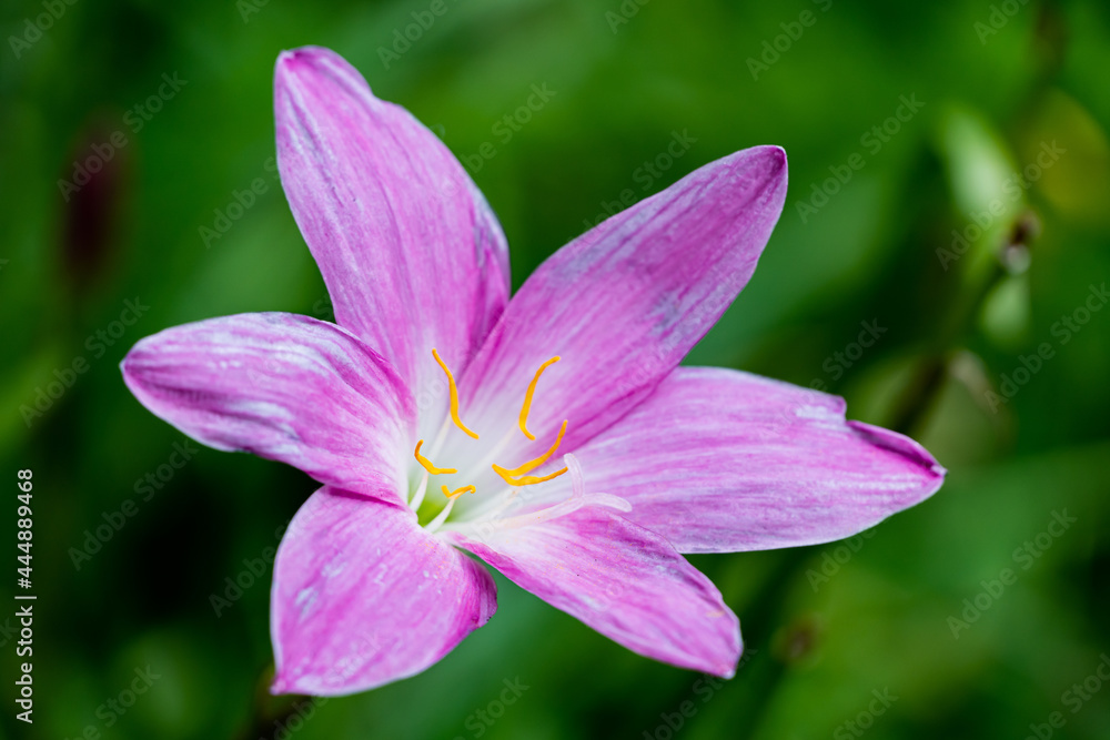 Pink rain lily flower blooming with green leaf on blur bokeh background Pink rain lily flower blooming with green leaf on blur bokeh background