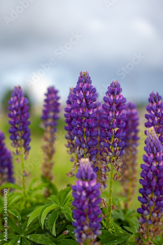 Blooming macro lupine flower. Lupine field with pink purple and blue flower. Bunch of lupines summer flower background. A field of lupines. Violet spring and summer flower
