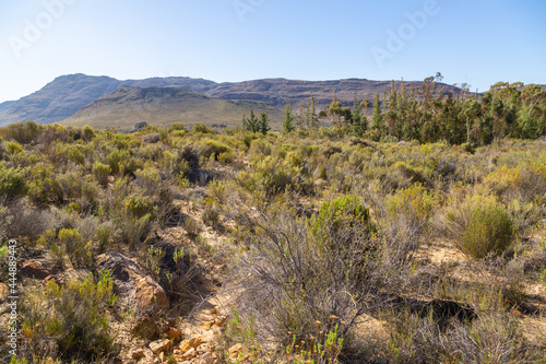 shruby vegetation in the Cederberg south of Clanwilliam in the Western Cape of South Africa