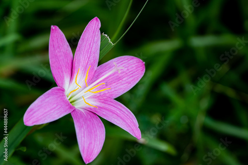 Pink rain lily flower blooming with green leaf on blur bokeh background photo