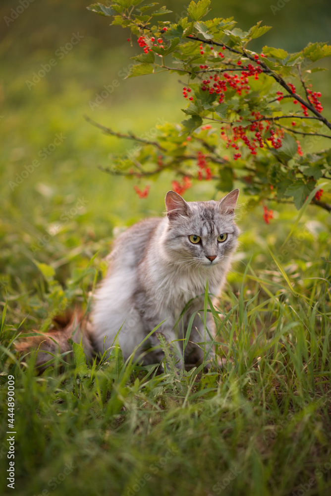 Photo of a gray fluffy cat near a red currant bush.