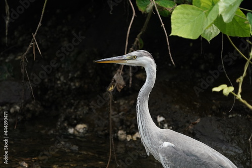 great heron in the forest