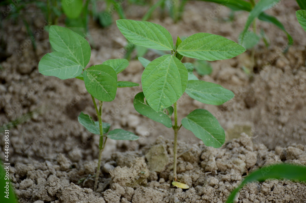 closeup the green beans plant soil heap in the farm over out of focus brown background. closeup the green beans plant soil heap in the farm over out of focus brown background.