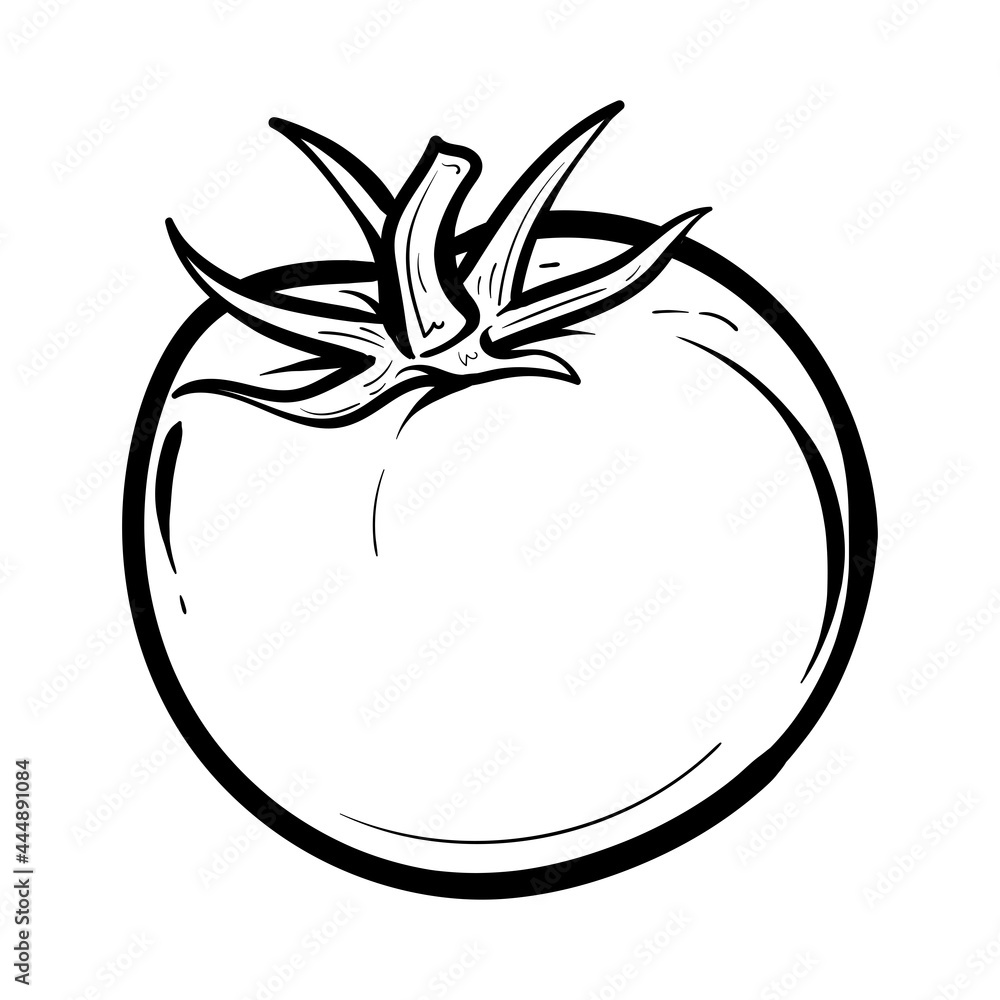 hand drawn tomato. Organic eco food. Isolated on the white background. Vector black hand-drawn vintage engraving illustration for poster, label, menu, web. hand drawn tomato. Organic eco food. Isolated on the white background. Vector black hand-drawn vintage engraving illustration for poster, label, menu, web.