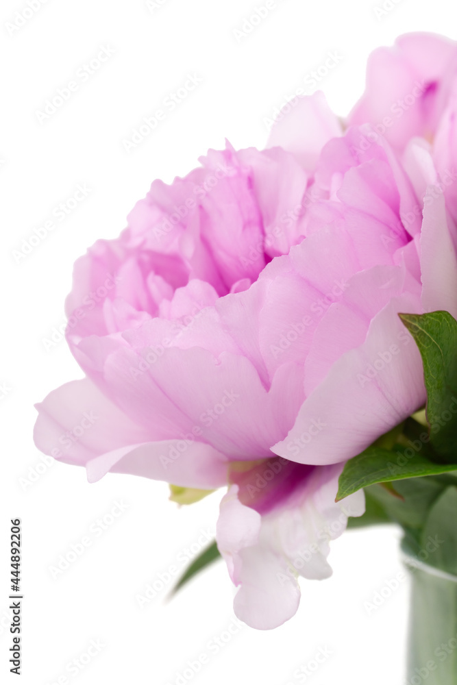 Pink peonies close up isolated on white