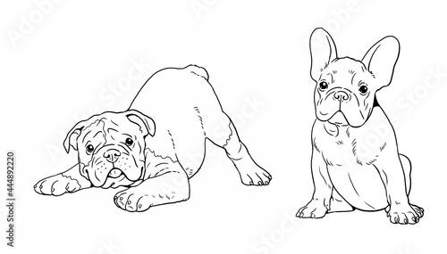 Photography English and French bulldogs puppies