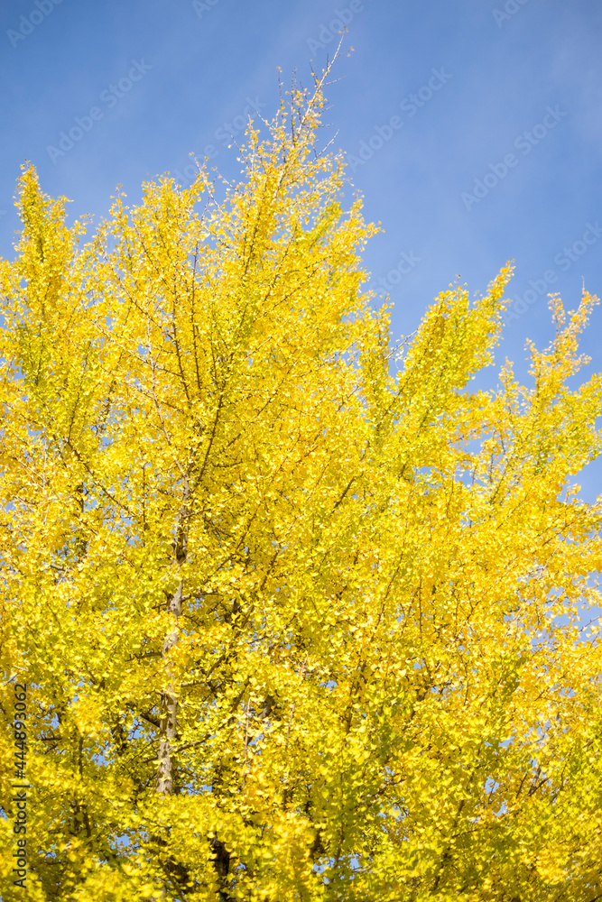 autumn yellow leaf season and sky