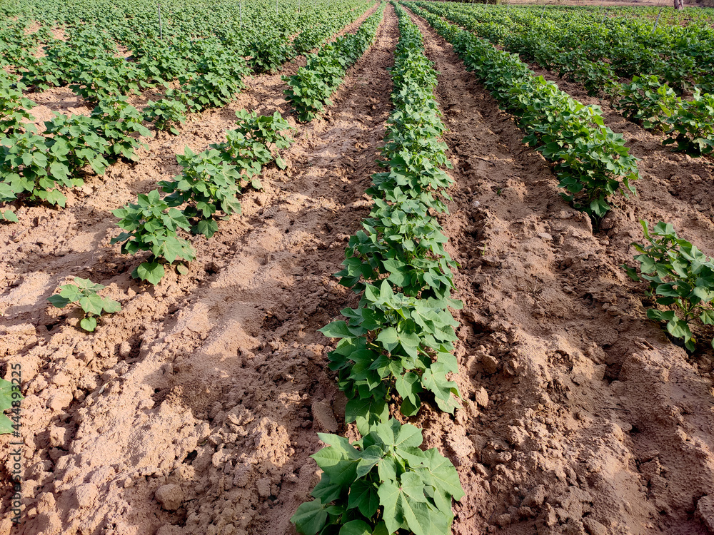 Young cotton crop field, growing up cotton crop field Young cotton crop field, growing up cotton crop field