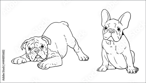 English and French bulldogs puppies. Cute dogs puppy. Coloring template. Vector illustration.	
