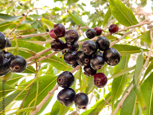 Ripped fruits of jamun (blackberry) on the tree