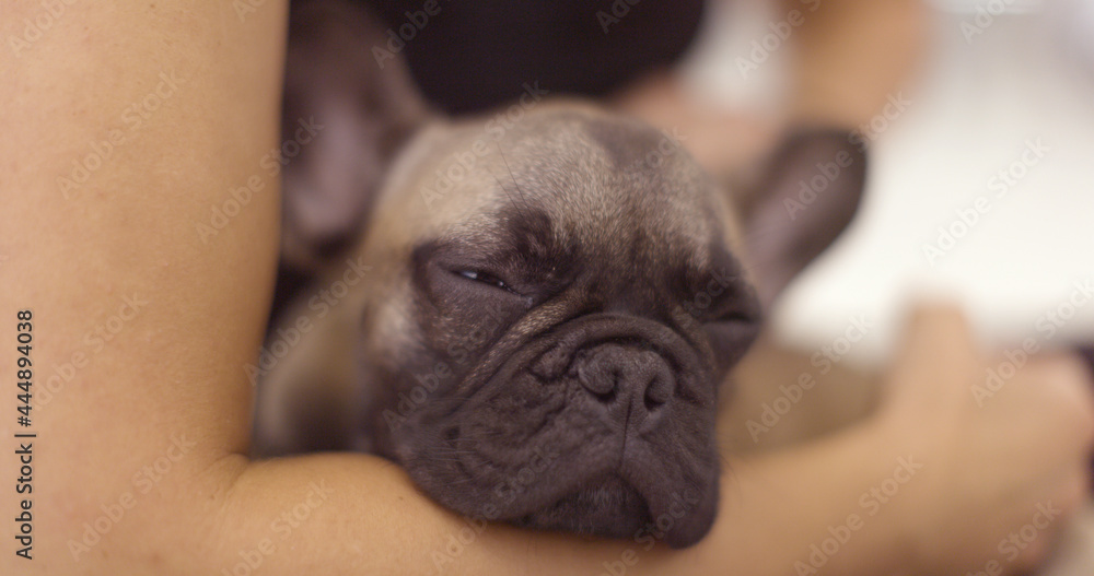 A cute french bulldog puppy being held