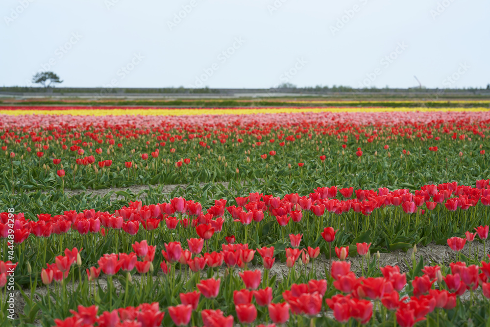 Colorful tulips are blooming all over the vast field Colorful tulips are blooming all over the vast field