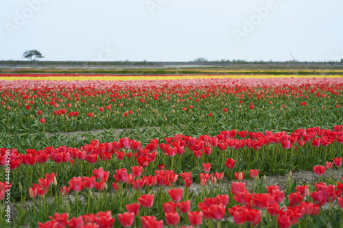 Colorful tulips are blooming all over the vast field