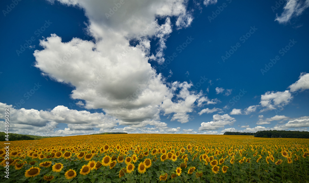 Panorama Landscape Of Sunflower fields And blue Sky clouds Background.Sunflower fields landscapes on a bright sunny day with patterns formed in natural background.