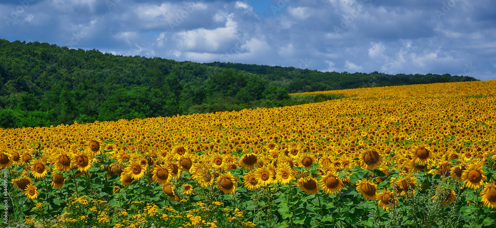 Panorama Landscape Of Sunflower fields And blue Sky clouds Background.Sunflower fields landscapes on a bright sunny day with patterns formed in natural background. Panorama Landscape Of Sunflower fields And blue Sky clouds Background.Sunflower fields landscapes on a bright sunny day with patterns formed in natural background.