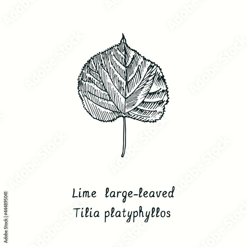 Large-leaved Lime (Tilia platyphyllos) leaf. Ink black and white doodle drawing in woodcut style.