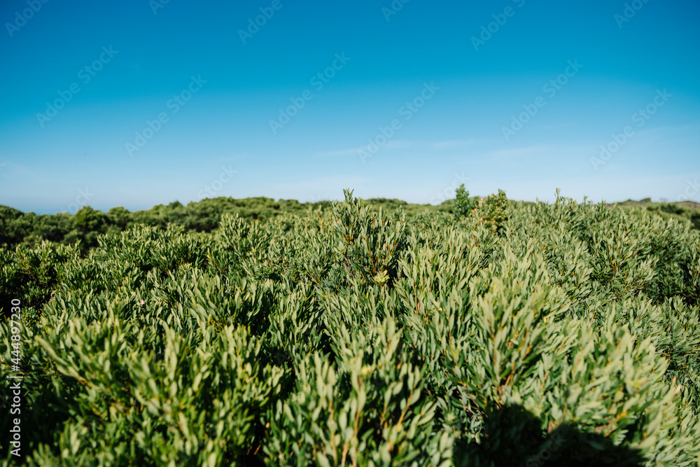 Obraz premium green leaf field