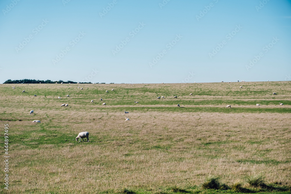 sheep in grass field