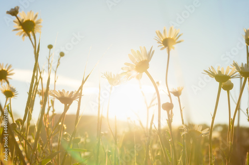 Chamomile field sun. Summer floral background with bright sunlight. The concept of romance, family, ease. A field of wild medicinal flowers, a view of the sky from below. Natural delicate background.